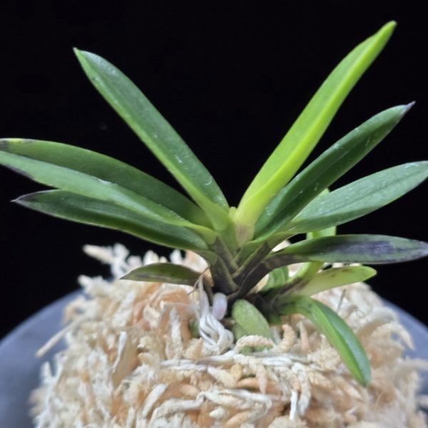 금모단 金牡丹 Kinbotan (Ruby root)