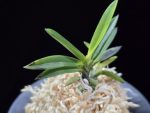 금모단 金牡丹 Kinbotan (Ruby root)
