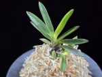 금모단 金牡丹 Kinbotan (Ruby root)