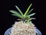 금모단 金牡丹 Kinbotan (Ruby root)