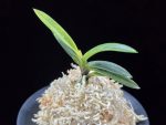 금모단 金牡丹 Kinbotan (Ruby root)