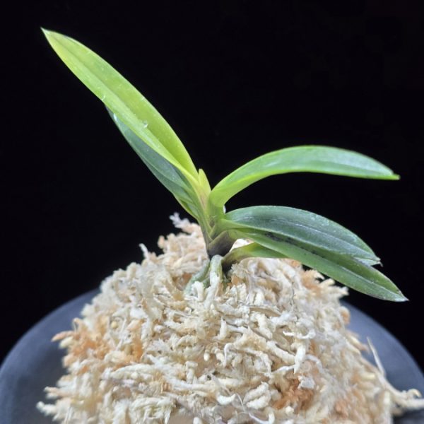 금모단 金牡丹 Kinbotan (Ruby root)