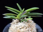 금모단 金牡丹 Kinbotan (Ruby root)