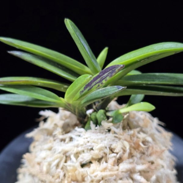 금모단 金牡丹 Kinbotan (Ruby root)