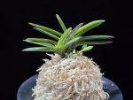금모단 金牡丹 Kinbotan (Ruby root)