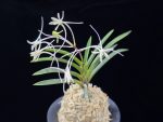 삼소전 三笑殿(万華境) Samsojeon(Mangekyo) (3 spur)