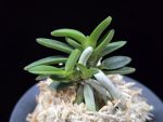 흑진주 黒真珠 Kuroshinju