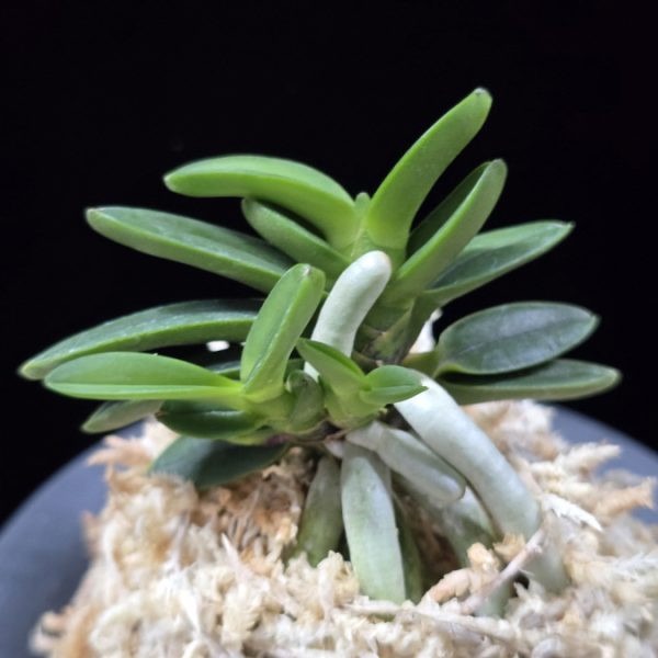 흑진주 黒真珠 Kuroshinju