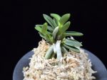 흑진주 黒真珠 Kuroshinju