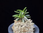 흑진주 黒真珠 Kuroshinju