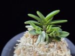 흑진주 黒真珠 Kuroshinju