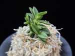 흑진주 黒真珠 Kuroshinju