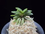 흑진주 黒真珠 Kuroshinju