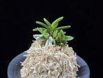 흑진주 黒真珠 Kuroshinju