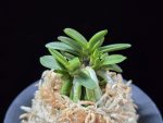 흑진주 黒真珠 Kuroshinju