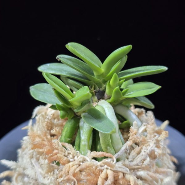 흑진주 黒真珠 Kuroshinju