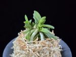 흑진주 黒真珠 Kuroshinju