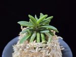 흑진주 黒真珠 Kuroshinju