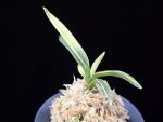 자미성 紫微星 Jamiseong (Sibisei)