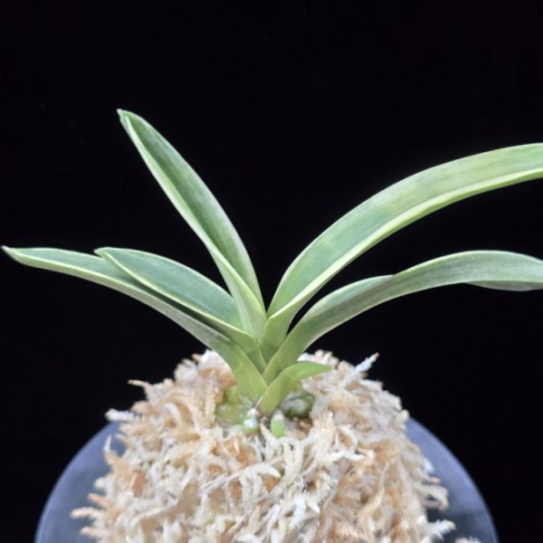 자미성 紫微星 Jamiseong (Sibisei)
