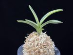 자미성 紫微星 Jamiseong (Sibisei)