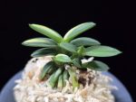 취월호 翠月湖 Chwiwolho(Seedling)