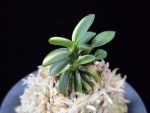 취월호 翠月湖 Chwiwolho(Seedling)