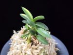 취월호 翠月湖 Chwiwolho(Seedling)