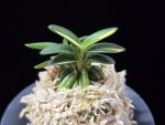 취월호 翠月湖 Chwiwolho(Seedling)