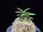 취월호 翠月湖 Chwiwolho(Seedling)