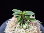 취월호 翠月湖 Chwiwolho(Seedling)