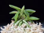 취월호 翠月湖 Chwiwolho(Seedling)
