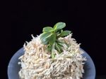 취월호 翠月湖 Chwiwolho(Seedling)