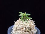 취월호 翠月湖 Chwiwolho(Seedling)