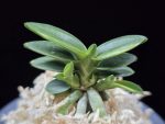 취월호 翠月湖 Chwiwolho(Seedling)