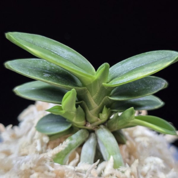 취월호 翠月湖 Chwiwolho(Seedling)