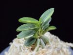 취월호 翠月湖 Chwiwolho(Seedling)