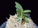 취월호 翠月湖 Chwiwolho(Seedling)