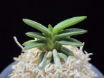 취월호 翠月湖 Chwiwolho(Seedling)