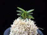 취월호 翠月湖 Chwiwolho(Seedling)