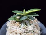 취월호 翠月湖 Chwiwolho(Seedling)