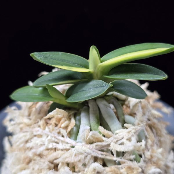 취월호 翠月湖 Chwiwolho(Seedling)