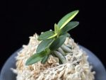 취월호 翠月湖 Chwiwolho(Seedling)