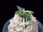 취월호 翠月湖 Chwiwolho(Seedling)