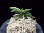 취월호 翠月湖 Chwiwolho(Seedling)