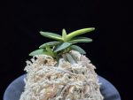 취월호 翠月湖 Chwiwolho(Seedling)