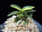 취월호 翠月湖 Chwiwolho(Seedling)