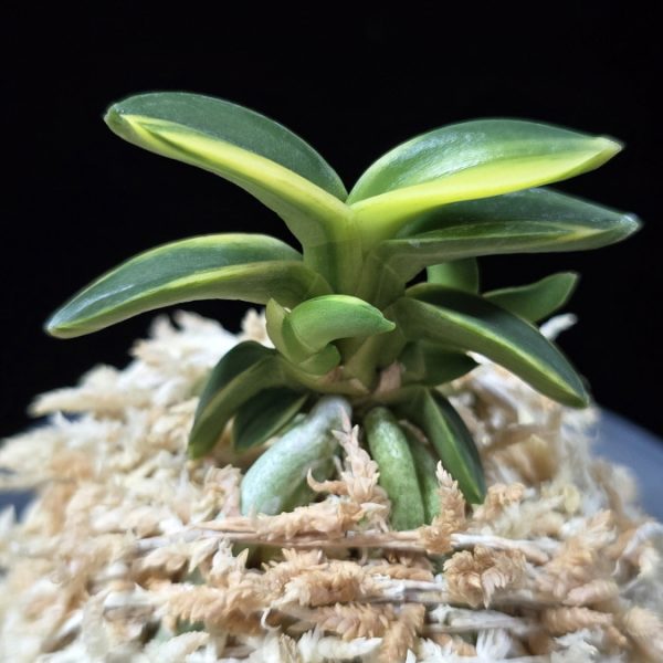 취월호 翠月湖 Chwiwolho(Seedling)
