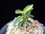 취월호 翠月湖 Chwiwolho(Seedling)