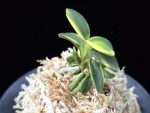 취월호 翠月湖 Chwiwolho(Seedling)